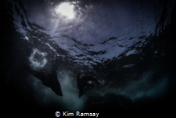 TANGO
A pair of Australian fur seals frolic in the sunli... by Kim Ramsay 
